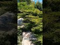 #nature #subscribe #природа #beautiful #можжевельник #fyp