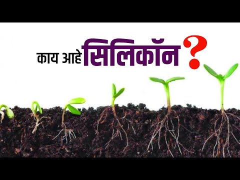 शेतीमध्ये सिलिकॉन चे महत्त्व | what is silicon | Royal Shetakri