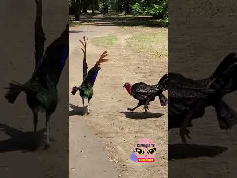 PEACOCK VS TURKEY FIGHT #shorts #peacock #fight #turkey #wildlife #slowmo #birds #wild #fighting