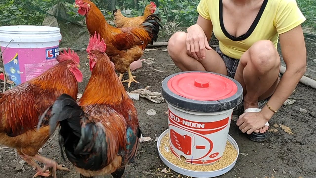 How to prevent diseases for chickens should make feed troughs - YouTube