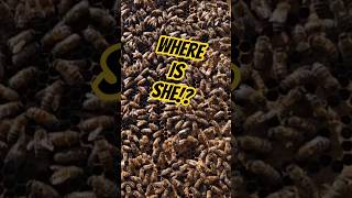 I Lost My Queen! 👑 Do You See Her!? 🐝 #beekeeping #honeybees