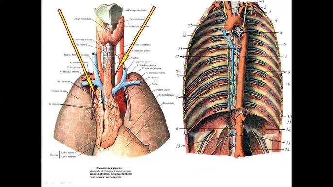 Бразилиялық лесбиянка фемдом порно Әйгілі қызыл шашты порно актрисалардың есімдері