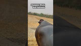 Mhehnt chl ri h#champion Bhola Bull Hathwala #shorts video # viral video