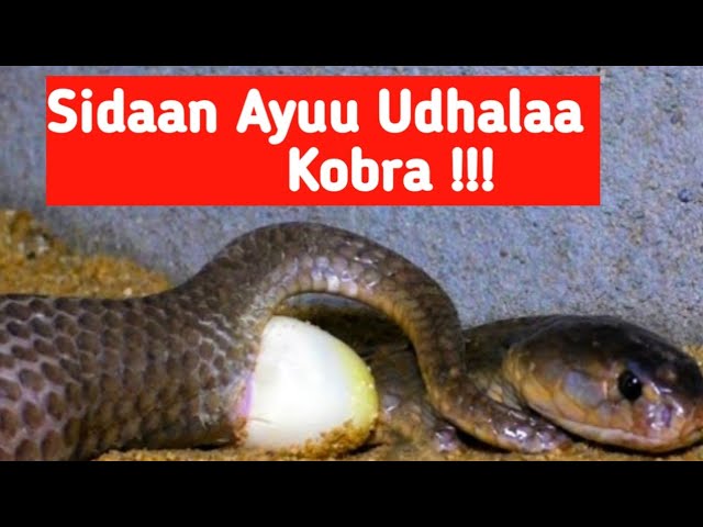 Sidaan Ayuu ukunta Udhalaa Kobra !!! class=