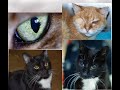 7 Common Eye Problems in Cats