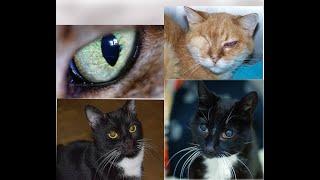 7 Common Eye Problems in Cats