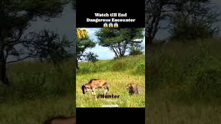 Famous A very Rare encounter😳 by Leopard waited 4 a long jump🦘and kill the prey #hunting #viralvideo #viral Profile