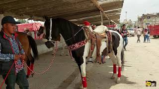 MERCADO DE GANADO SANTIAGO TIANGUISTENCO,LOS MEJORES CABALLOS,RAZAS  FRISONES DE $320 000 MIL Y MAS