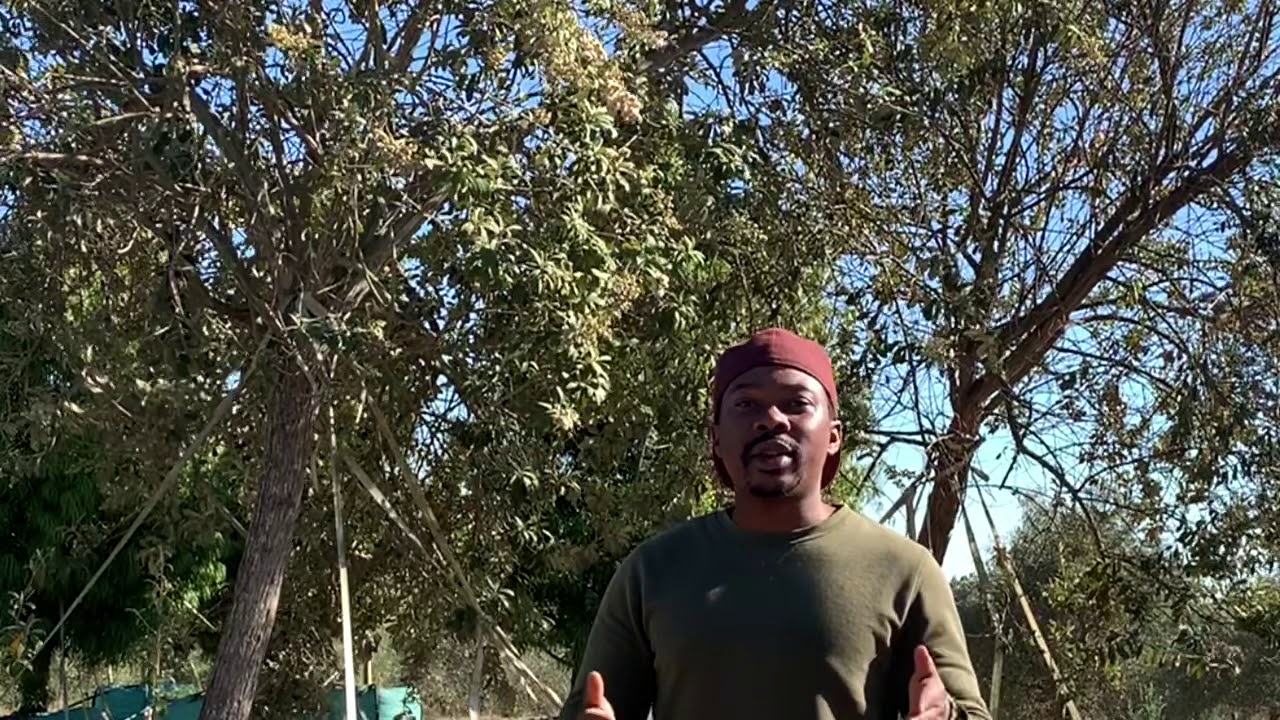 Tarchonanthus camphoratus, Camphor Bush