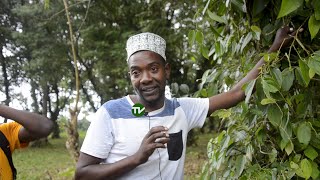 UMEWAHI KUONA PILIPILI MANGA “NYEKUNDU” NA “NYEUPE” HIVI NDIO NAMNA ZINAVYOPATINA ZANZIBAR
