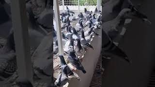 Pombal Asa Dura Edgar