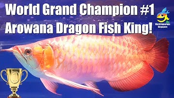 World Grand Champion #1 Arowana Dragon Fish Competition Lines of Dragons fr Blue Crystal Aquarium