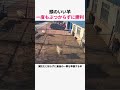 手を使わずに勝つ方法を知る賢い羊 #羊 #動物 #面白動画