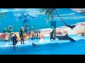 Кирилловка дельфинарий Оскар  Азовском море/ dolphinarium / Кирилівка