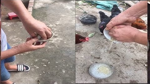 Dúi trung quốc | Dúi mốc đại | Kỹ thuật làm cơm tối ưu nhất cho dúi | Chuột Tre 360