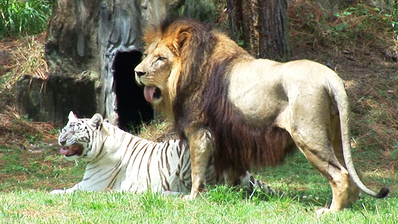 LION TIGER 