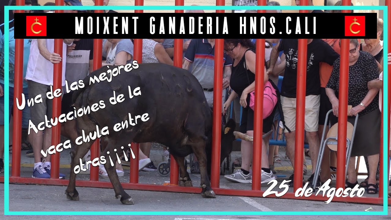 ✅  Moixent ◾25 08 22 ◾Ganadería de Hnos Cali ✅