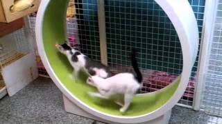 Running cats by catswall 5,625 views 12 years ago 21 seconds