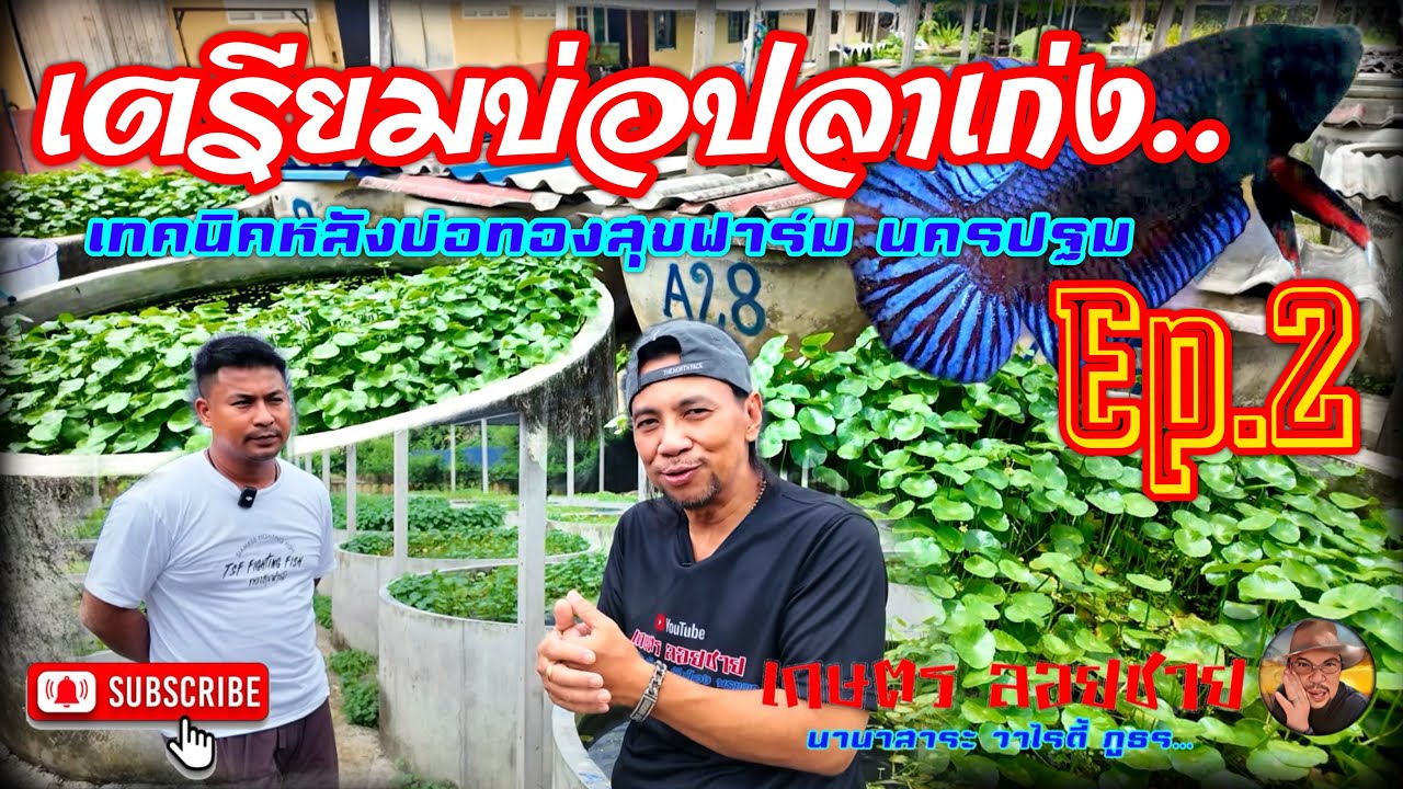 การเตรียมบ่อปลาเก่ง..เทคนิคหลังฟาร์มทองสุข Ep.2 @PongLoychai