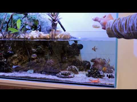 Can One Frozen Food Range Really Feed All Your Aquatic Pets?