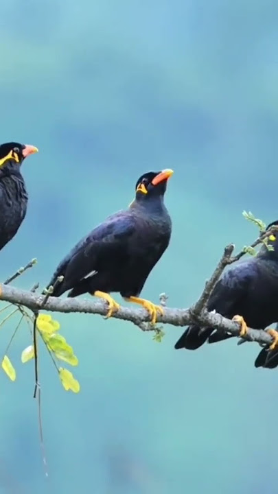Suara Burung Beo Di Alam Liar Nya,Burung Cantik#shorts#