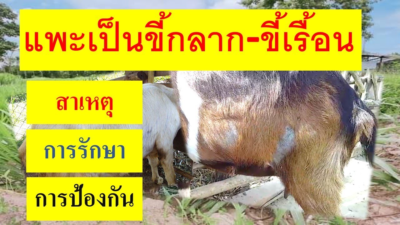 แพะเป็นเรื้อน แพะเป็นกลาก การรักษา ป้องกัน