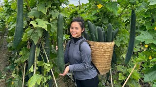 Harvest the zucchini garden and bring it to the market to sell - Cook