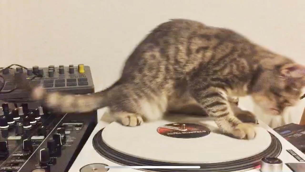 【DJする猫】DJしようとしたら自分がレコードと一緒に回っちゃった・・a cat tried DJing - YouTube
