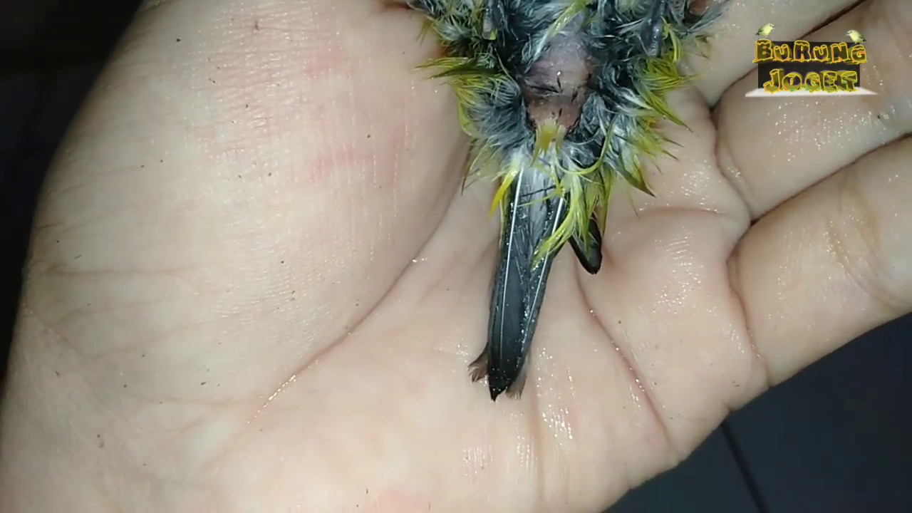 Cara Membedakan PLECI Jantan / Betina 