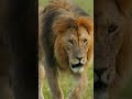 Why Lions Are the Kings of the Jungle Why Lions Are the Kings of the Jungle