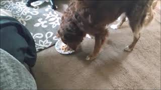 Dog loves to eat the pinto beans 2021 | Dog Farts screenshot 3