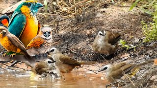 So beautiful Birds❤️😘😍 | Amazing nature and Birds living! #113 #lovely bird #beautiful bird!