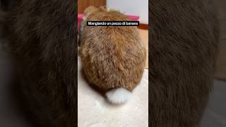 E il tuo per cosa balla?