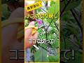【ナス】なが～くたくさん収穫するための切り戻しの方法【有機農家直伝！無農薬で育てる家庭菜園】　23/7/9　#shorts