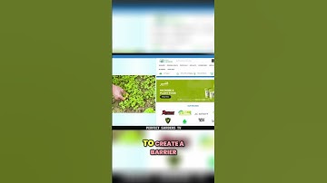 Weed Attract Aphids?