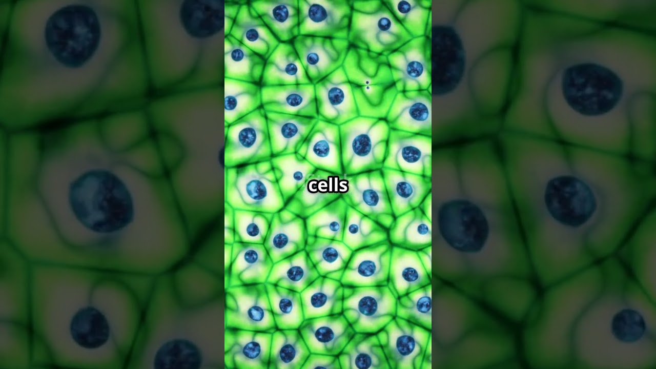 PAX3: A Driver of Normal Development and Disease.#ResearchAwards #academicawards