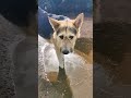 Kałużuje się 🙈🤣 #alpakitotu #wojtkowyje #frania #funnyvideo #dog