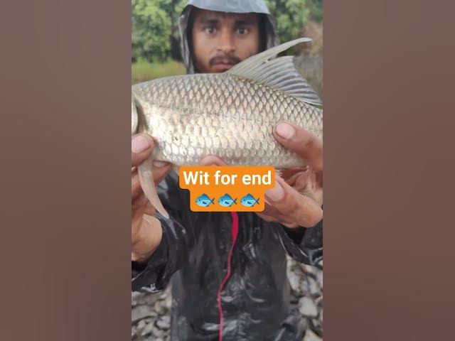 fish 🐠 catching hindi videofishing video hindi mein #fishingtechniques #minivlog #village