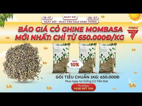 Giá Giống Cỏ Ghine Mombasa mới nhất chỉ từ 650 000đ/kg