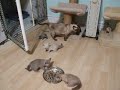 Zanadu Tonkinese kittens 6 weeks old の動画、YouTube動画。