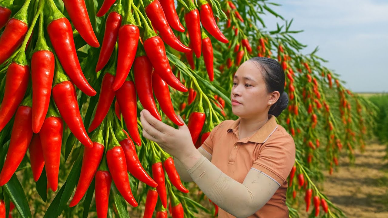 Harvest 100kg of Fresh Chili to Sell at Market, Plant a New Variety of Mustard Greens