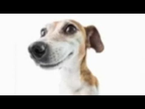 IM STILL ALIVE - YouTube