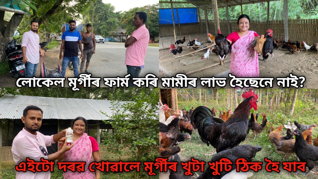 এইটো দৰৱ খোৱালে মূৰ্গীৰ খুটা খুটি ঠিক হৈ যাব|Local Murgi Farm|Local Murgi Puwali