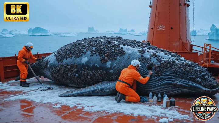 A humpback whale, injured by barnacles, was successfully rescued by a rescue team.