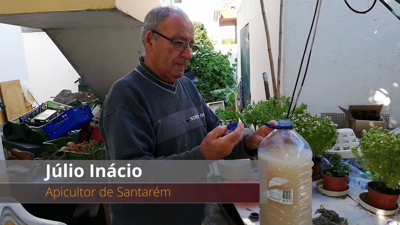 Armadilha para vespa asiatica em Santarém