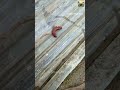 This snail is disgusting