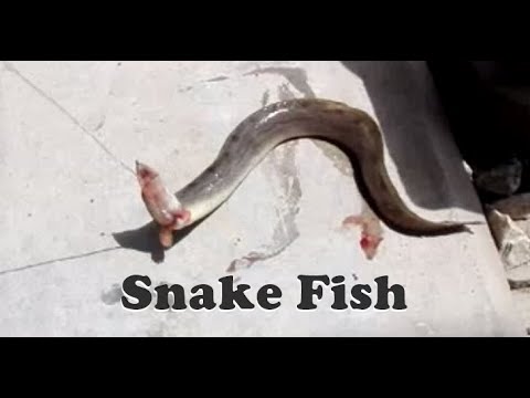 Snake Multan Snake Fish Caught in Multan River - YouTube
