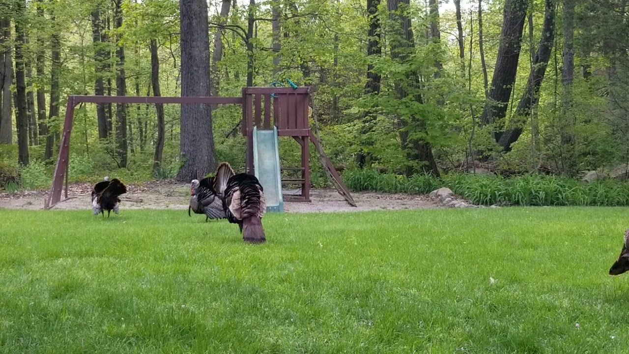 4 Male turkeys displaying for one female(4)