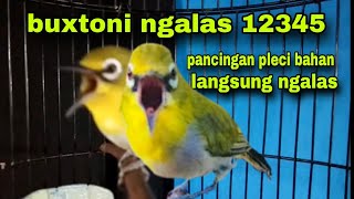 Pleci Buxtoni Ngalas 12345 Pancingan Pleci Omyokan Biar Bunyi Ngalas Gacor