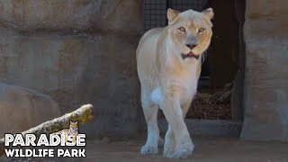 White Lions Move Into Their New State Of The Art Habitat